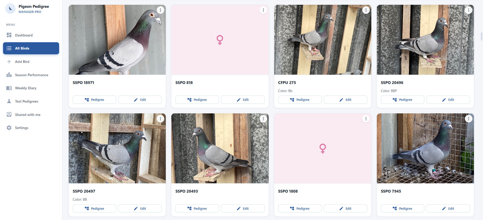 All birds page showing pigeon photo cards with pedigree and edit actions